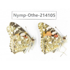 Vanessa cardui ssp. China, Yunnan, Dali area, C of Mt.Cangshan. 1P. Nymp-Othe-214105.