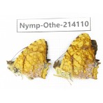 Symbrenthia lilaea ssp. China, Yunnan, Dali area, C of Mt.Cangshan. 1P. Nymp-Othe-214110.