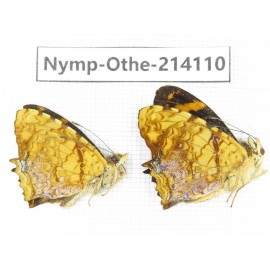 Symbrenthia lilaea ssp. China, Yunnan, Dali area, C of Mt.Cangshan. 1P. Nymp-Othe-214110.