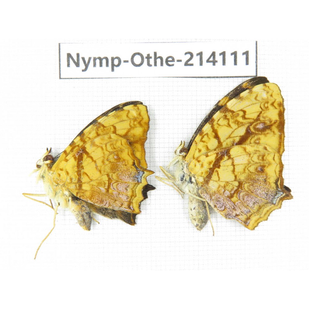 Symbrenthia lilaea ssp. China, Yunnan, Dali area, C of Mt.Cangshan. 1P. Nymp-Othe-214111.
