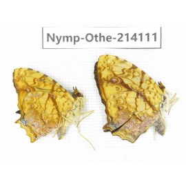 Symbrenthia lilaea ssp. China, Yunnan, Dali area, C of Mt.Cangshan. 1P. Nymp-Othe-214111.