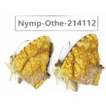 Symbrenthia lilaea ssp. China, Yunnan, Dali area, C of Mt.Cangshan. 1P. Nymp-Othe-214112.