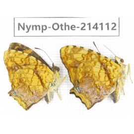 Symbrenthia lilaea ssp. China, Yunnan, Dali area, C of Mt.Cangshan. 1P. Nymp-Othe-214112.