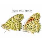 Argyreus hyperbius ssp. China, Yunnan, Dali area, C of Mt.Cangshan. 2M. Nymp-Othe-214139.