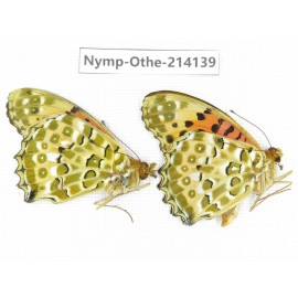 Argyreus hyperbius ssp. China, Yunnan, Dali area, C of Mt.Cangshan. 2M. Nymp-Othe-214139.