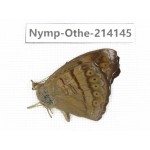Pseudergolis wedah. China, Yunnan, Dali area, C of Mt.Cangshan. 1M. Nymp-Othe-214145.