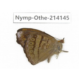Pseudergolis wedah. China, Yunnan, Dali area, C of Mt.Cangshan. 1M. Nymp-Othe-214145.