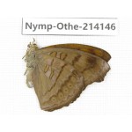 Pseudergolis wedah. China, Yunnan, Dali area, C of Mt.Cangshan. 1M. Nymp-Othe-214146.