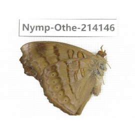 Pseudergolis wedah. China, Yunnan, Dali area, C of Mt.Cangshan. 1M. Nymp-Othe-214146.