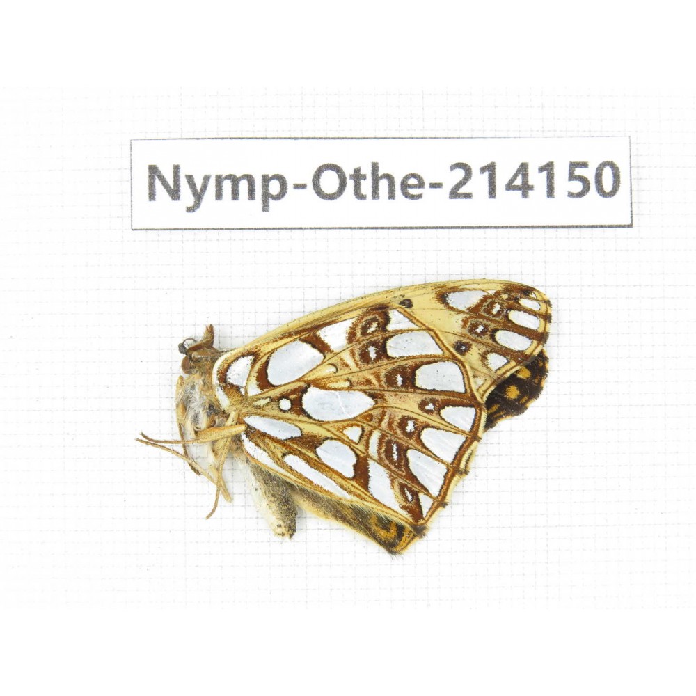 Issoria lathonia. China, Yunnan, Dali area, C of Mt.Cangshan. 1M. Nymp-Othe-214150.