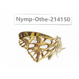 Issoria lathonia. China, Yunnan, Dali area, C of Mt.Cangshan. 1M. Nymp-Othe-214150.