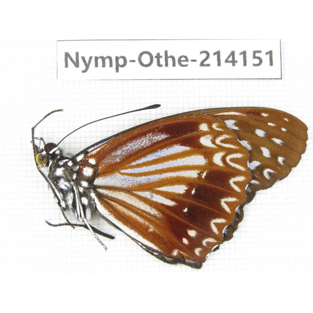Hestina nama ssp. China, Yunnan, Dali area, C of Mt.Cangshan. 1M. Nymp-Othe-214151.