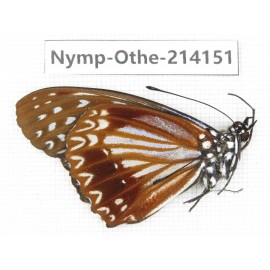 Hestina nama ssp. China, Yunnan, Dali area, C of Mt.Cangshan. 1M. Nymp-Othe-214151.