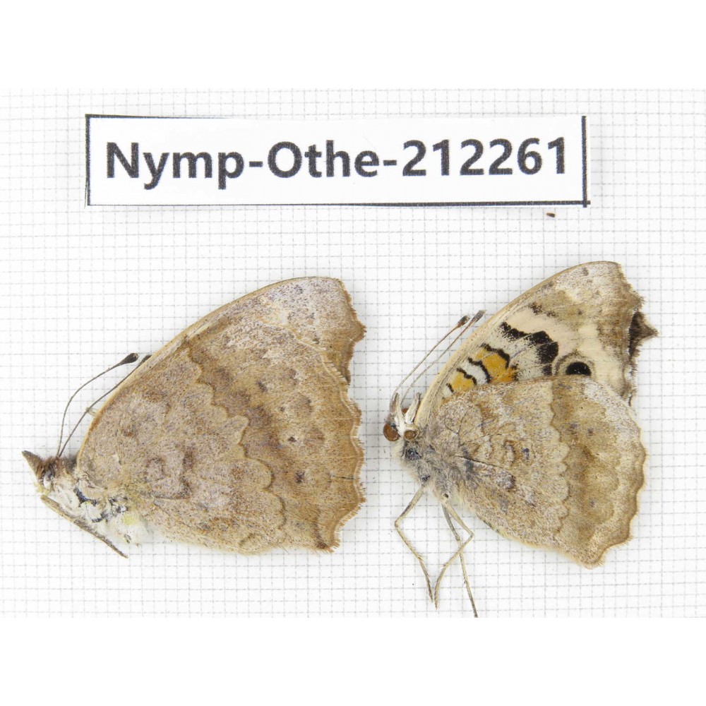 Junonia orithya ssp. China, Yunnan, Dali area, C of Mt.Cangshan. 1P. Nymp-Othe-212261.