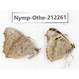 Junonia orithya ssp. China, Yunnan, Dali area, C of Mt.Cangshan. 1P. Nymp-Othe-212261.
