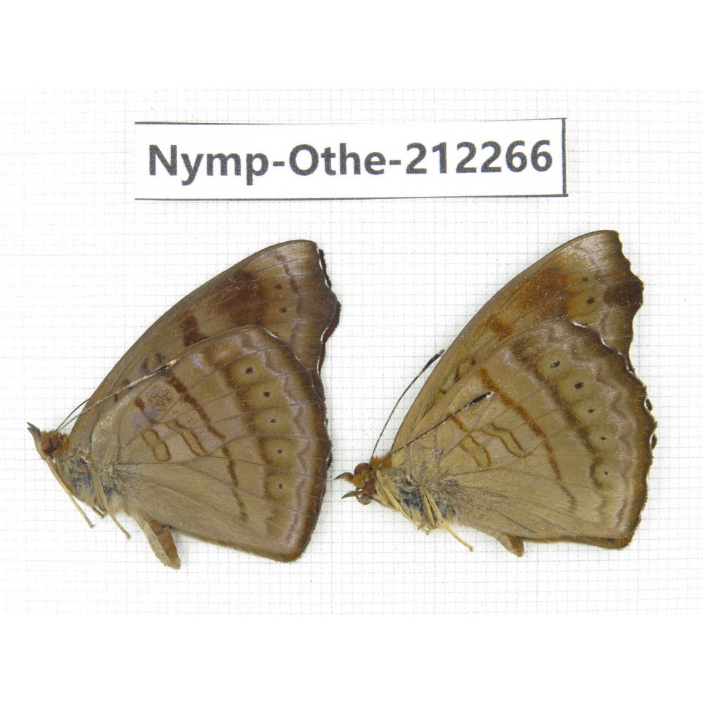 Pseudergolis wedah. China, Yunnan, Dali area, C of Mt.Cangshan. 2M. Nymp-Othe-212266.