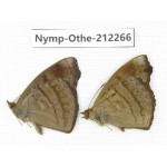 Pseudergolis wedah. China, Yunnan, Dali area, C of Mt.Cangshan. 2M. Nymp-Othe-212266.