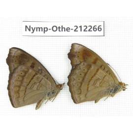 Pseudergolis wedah. China, Yunnan, Dali area, C of Mt.Cangshan. 2M. Nymp-Othe-212266.
