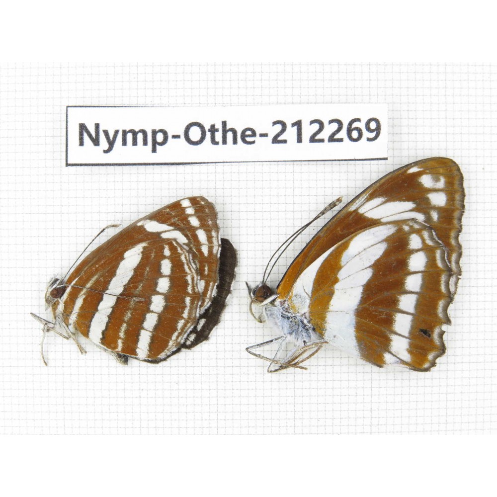 Athyma jina & Neptis hylas. China, Yunnan, Dali area, C of Mt.Cangshan. 2M. Nymp-Othe-212269.