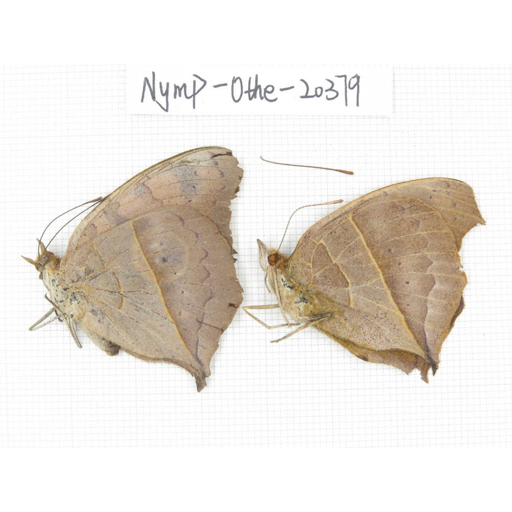 Junonia almana ssp. China, Yunnan, Dali area, Fengyi town. 1P. Nymp-Othe-20379.
