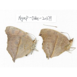 Junonia almana ssp. China, Yunnan, Dali area, Fengyi town. 1P. Nymp-Othe-20379.