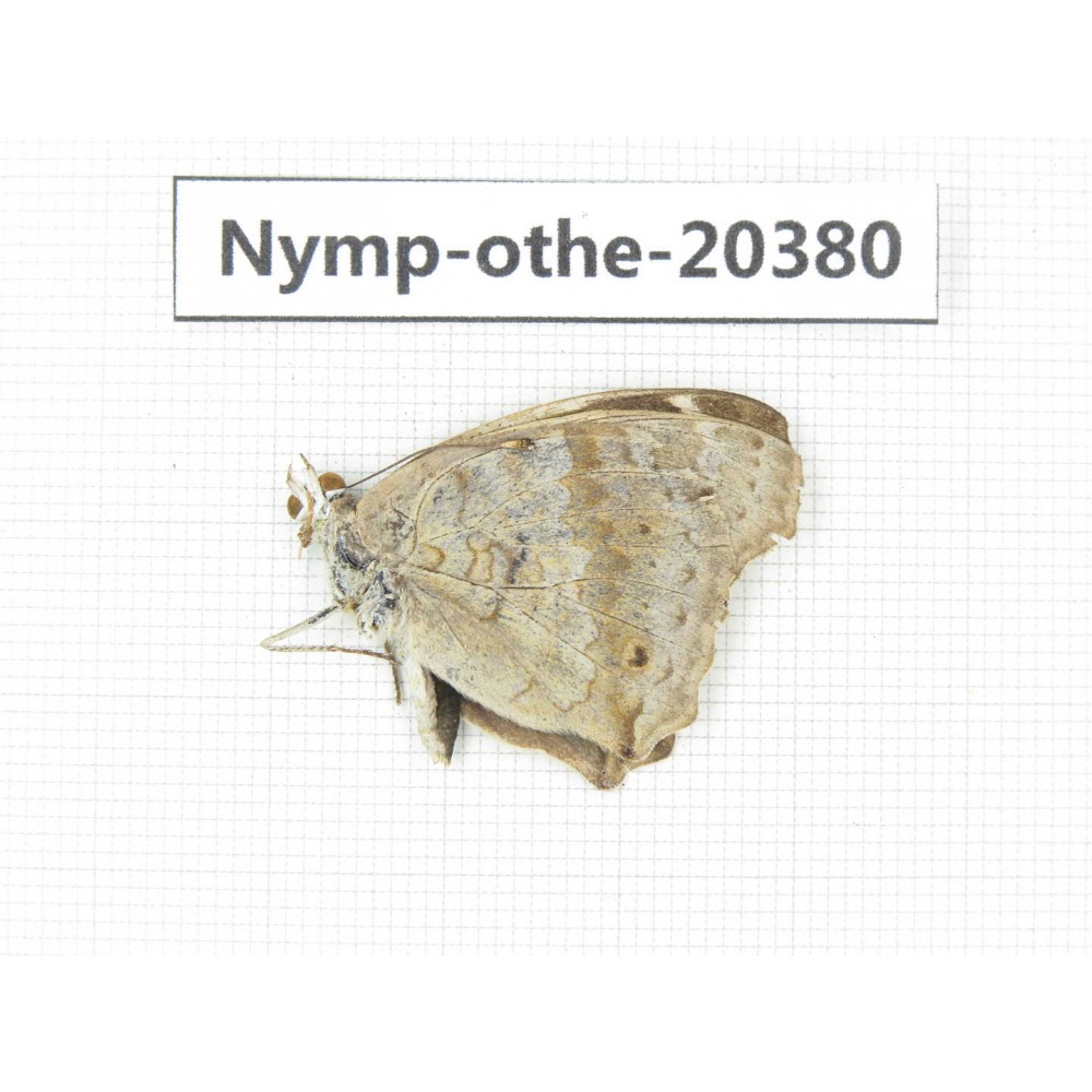 Junonia arithya ssp. China, Yunnan, Dali area, Fengyi town. 1M. Nymp-Othe-20380.