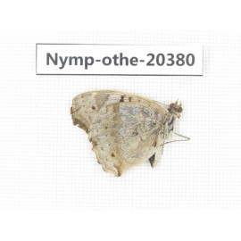 Junonia arithya ssp. China, Yunnan, Dali area, Fengyi town. 1M. Nymp-Othe-20380.