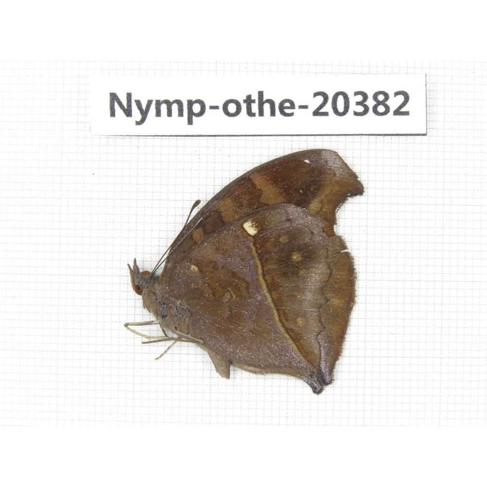 Junonia iphita ssp. China, Yunnan, Dali area, Fengyi town. 1M. Nymp-Othe-20382.