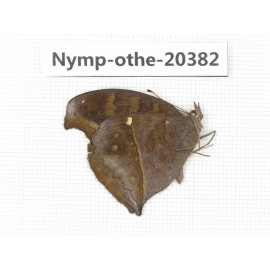 Junonia iphita ssp. China, Yunnan, Dali area, Fengyi town. 1M. Nymp-Othe-20382.