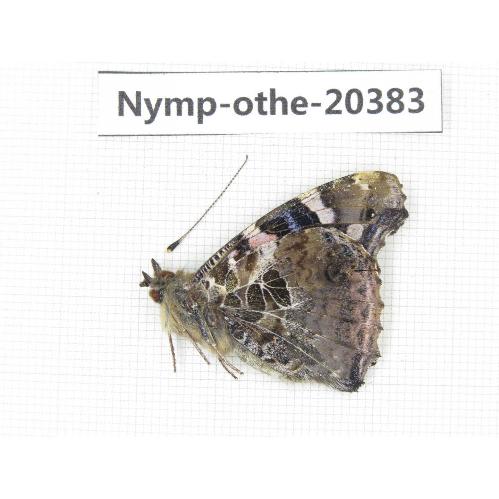 Vanessa indica ssp. China, Yunnan, Dali area, Fengyi town. 1M. Nymp-Othe-20383.