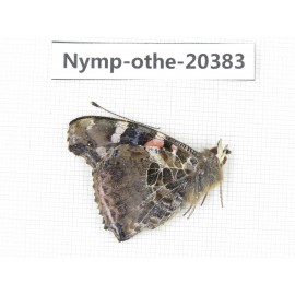 Vanessa indica ssp. China, Yunnan, Dali area, Fengyi town. 1M. Nymp-Othe-20383.