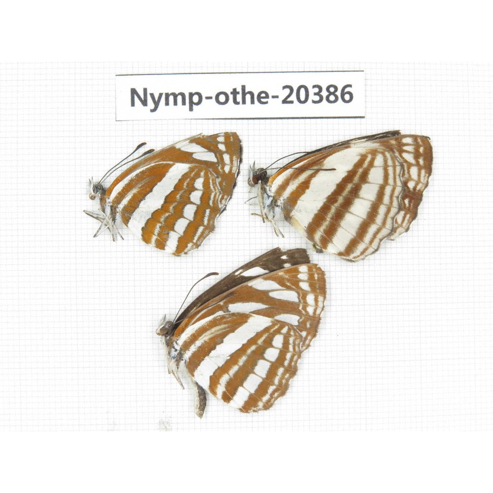 Neptis sappho ssp. China, Yunnan, Dali area, Fengyi town. 3M. Nymp-Othe-20386.