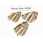 Neptis sappho ssp. China, Yunnan, Dali area, Fengyi town. 3M. Nymp-Othe-20386.