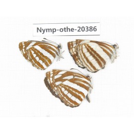 Neptis sappho ssp. China, Yunnan, Dali area, Fengyi town. 3M. Nymp-Othe-20386.