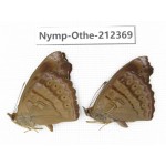 Pseudergolis wedah ssp. China, Yunnan, Dali area, Fengyi town. 2M. Nymp-Othe-212369.