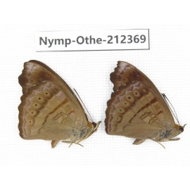 Pseudergolis wedah ssp. China, Yunnan, Dali area, Fengyi town. 2M. Nymp-Othe-212369.