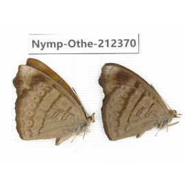 Pseudergolis wedah ssp. China, Yunnan, Dali area, Fengyi town. 2M. Nymp-Othe-212370.