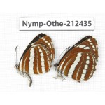 Neptis hylas ssp. China, Yunnan, Dali area, Fengyi town. 2M. Nymp-Othe-212435.