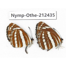 Neptis hylas ssp. China, Yunnan, Dali area, Fengyi town. 2M. Nymp-Othe-212435.