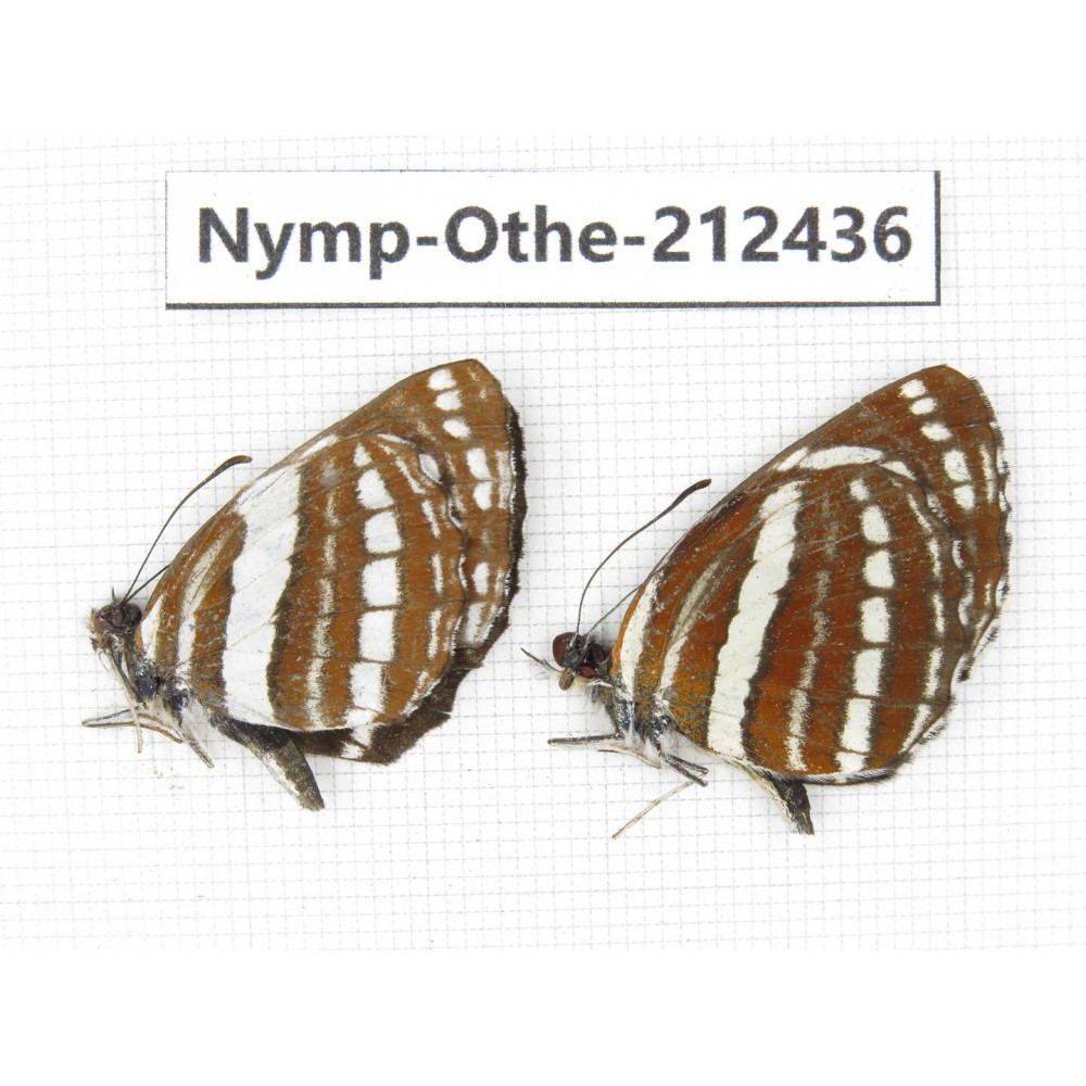 Neptis hylas ssp. China, Yunnan, Dali area, Fengyi town. 2M. Nymp-Othe-212436.