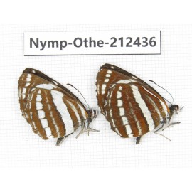 Neptis hylas ssp. China, Yunnan, Dali area, Fengyi town. 2M. Nymp-Othe-212436.