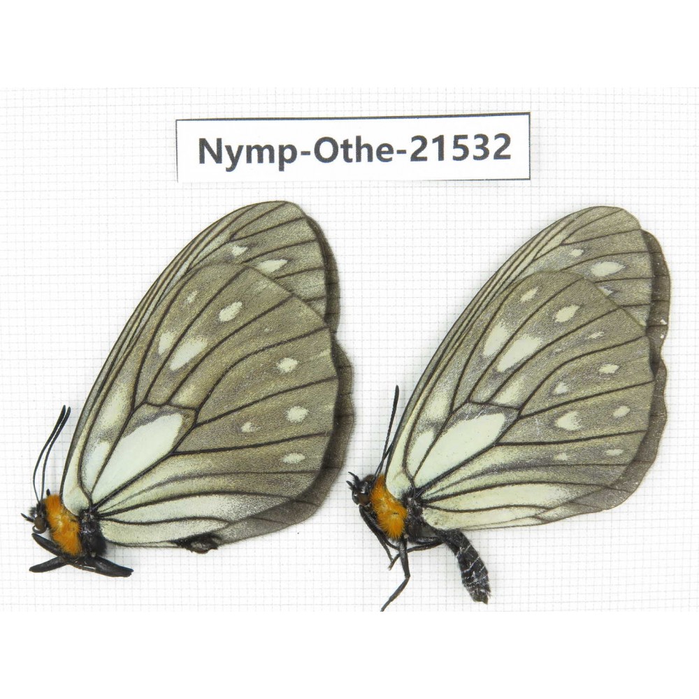 Calinaga davidis ssp. China, Yunnan, Dali area, Fengyi town. 2M. Nymp-Othe-21532.