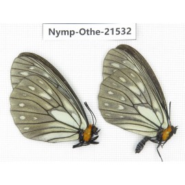 Calinaga davidis ssp. China, Yunnan, Dali area, Fengyi town. 2M. Nymp-Othe-21532.