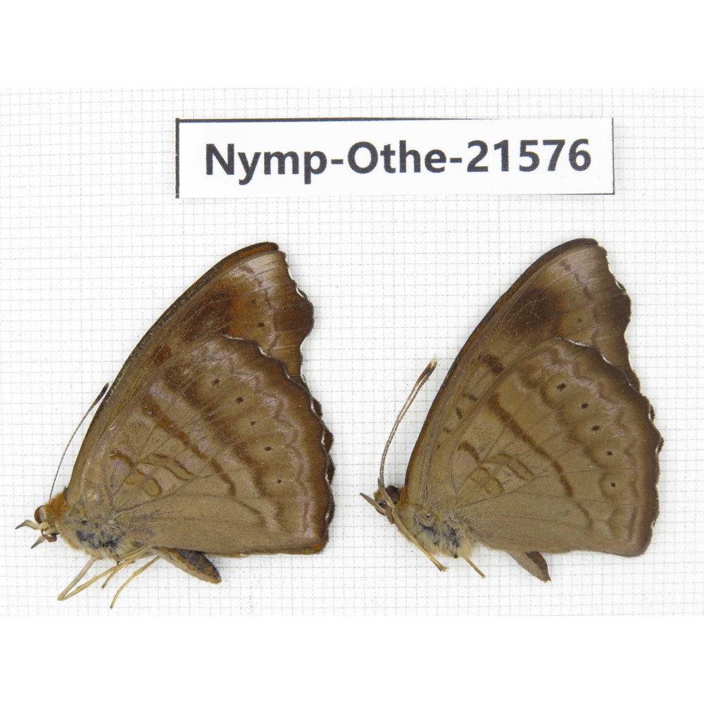 Pseudergolis wedah ssp. China, Yunnan, Dali area, Fengyi town. 2M. Nymp-Othe-21576.