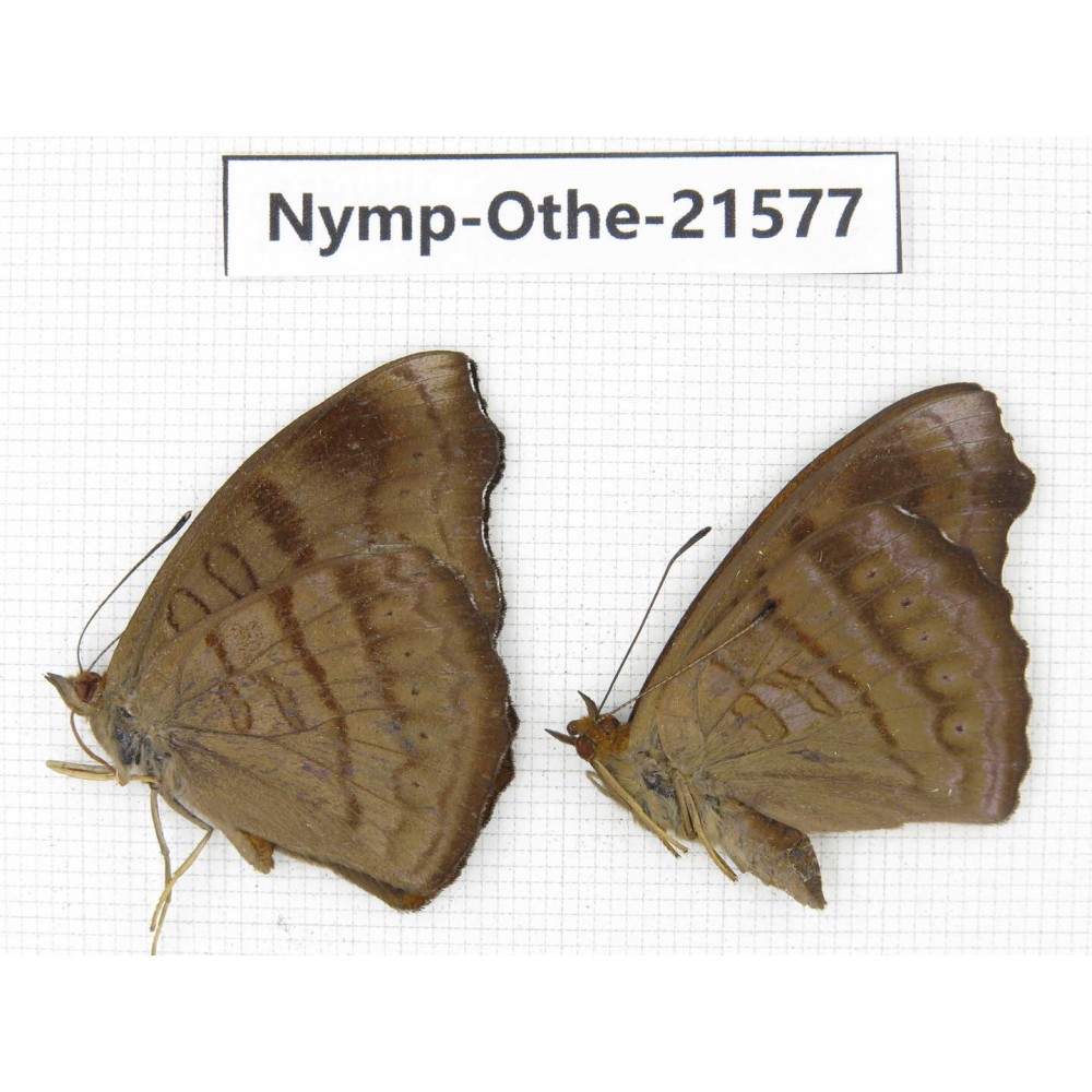 Pseudergolis wedah ssp. China, Yunnan, Dali area, Fengyi town. 2M. Nymp-Othe-21577.