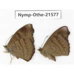 Pseudergolis wedah ssp. China, Yunnan, Dali area, Fengyi town. 2M. Nymp-Othe-21577.