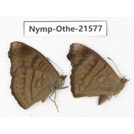 Pseudergolis wedah ssp. China, Yunnan, Dali area, Fengyi town. 2M. Nymp-Othe-21577.
