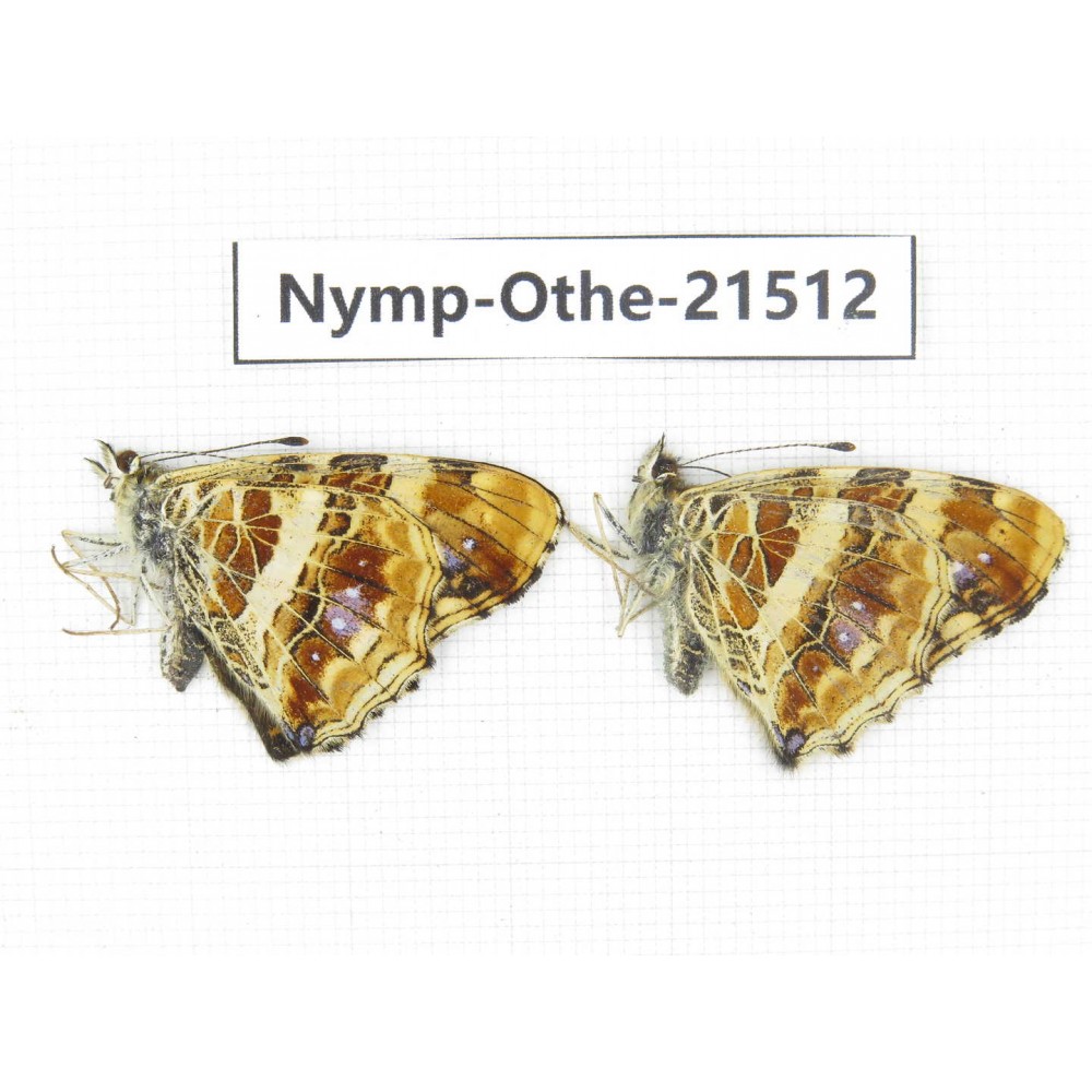 Araschnia prorsoides ssp. China, Yunnan, Dali area, N of Mt.Cangshan. 2M. Nymp-Othe-21512.