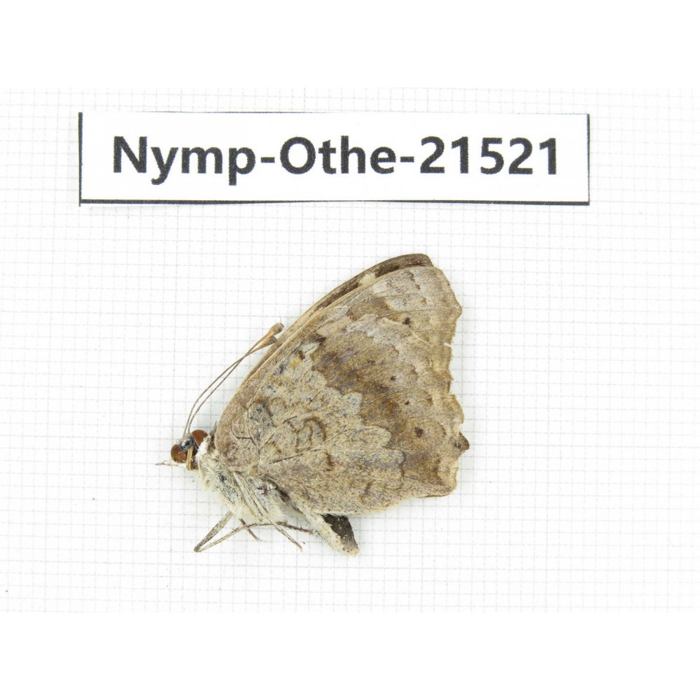 Junonia arithya ssp. China, Yunnan, Dali area, S of Mt.Cangshan. 1M. Nymp-Othe-21521.
