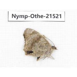 Junonia arithya ssp. China, Yunnan, Dali area, S of Mt.Cangshan. 1M. Nymp-Othe-21521.